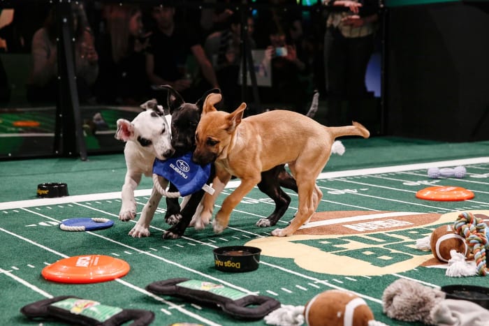 Puppy-Bowl-X-AP17485294569_4.jpg